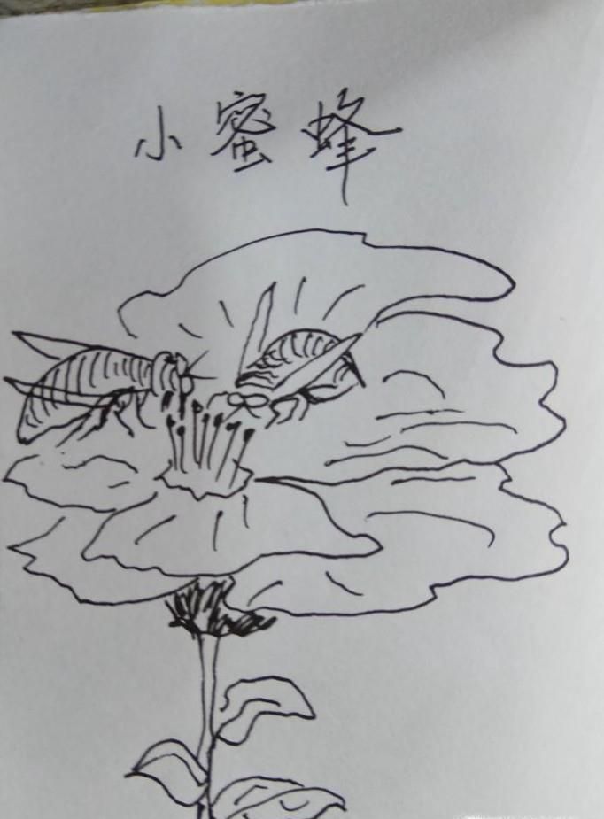 怎样画简笔画小蜜蜂采蜜糖？