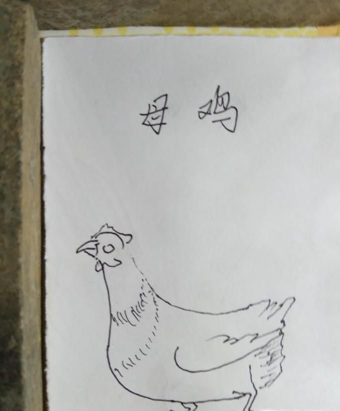 怎样画简笔画母鸡?