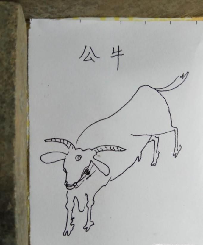 怎样画简笔画公牛?