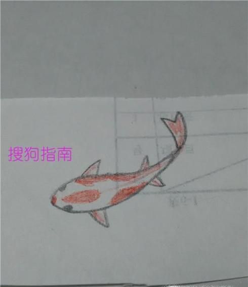锦鲤应该怎么画