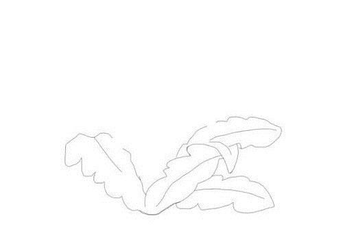 简笔画蒲公英花