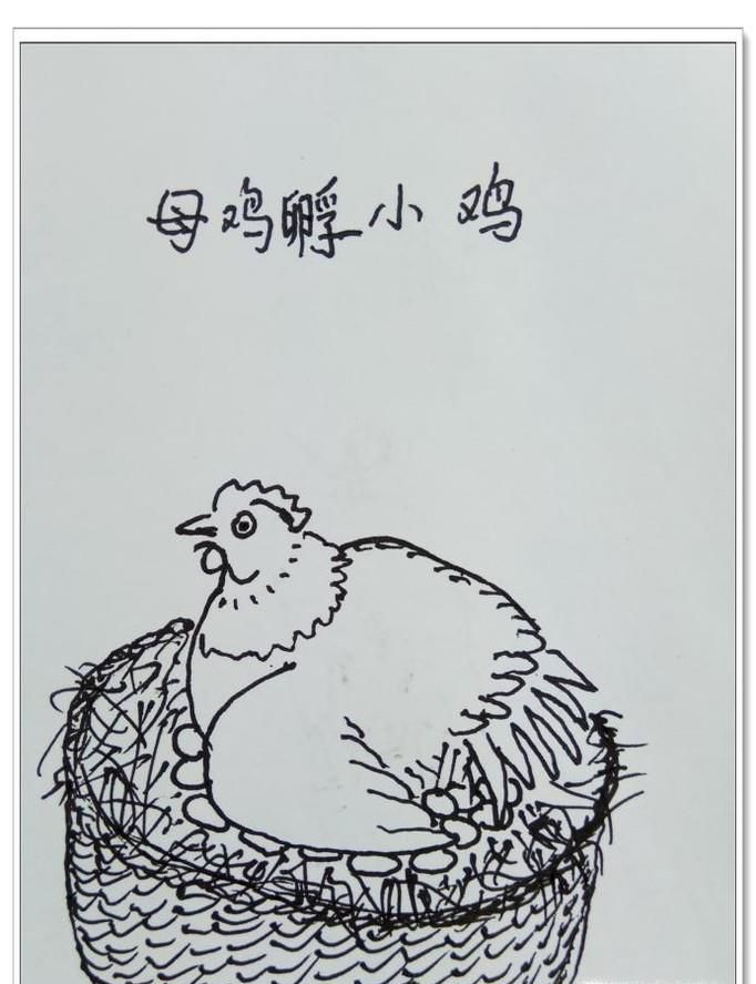 怎样用钢笔画“母鸡孵小鸡”？