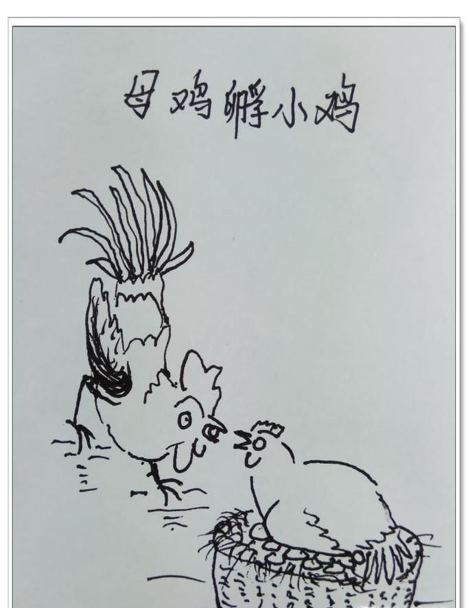 怎样用钢笔画母鸡孵化小鸡？