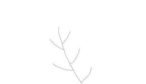 简笔画怎么画含羞草?
