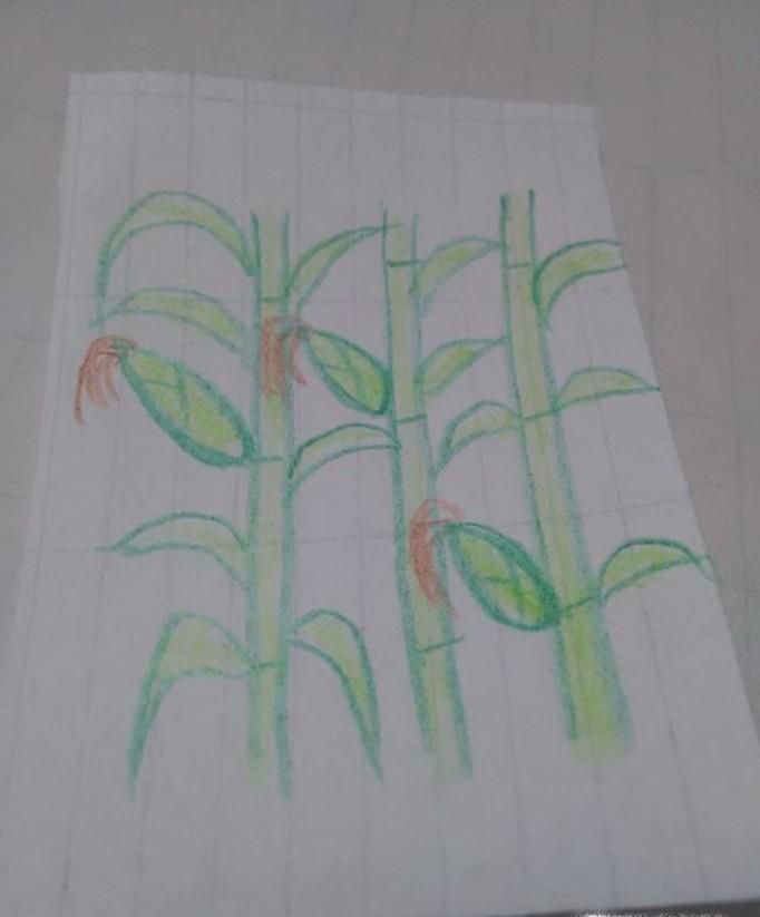 几株玉米的简笔画怎么画
