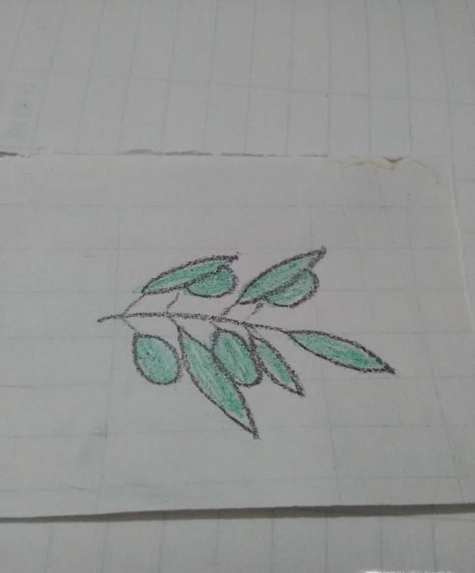 简笔画橄榄枝怎么画
