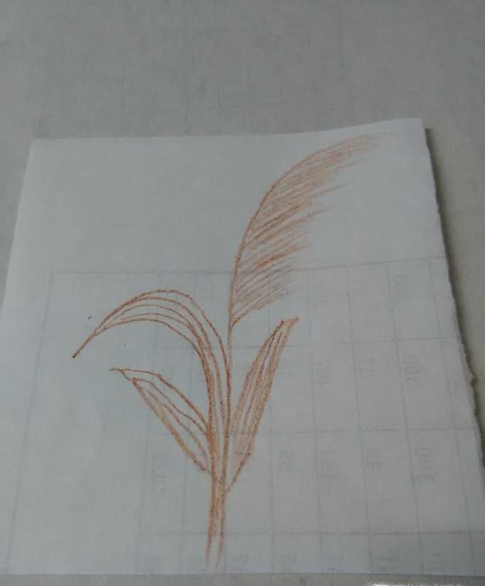芦苇茅草简笔画画法