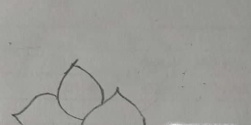 如何画荷花简笔画