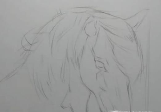 怎样画动物素描