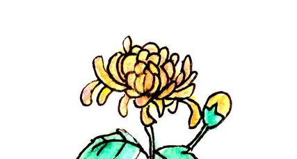 菊花简笔画