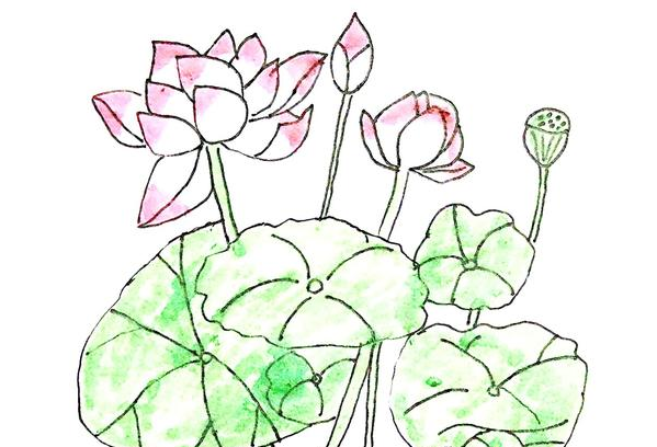 荷花简笔画
