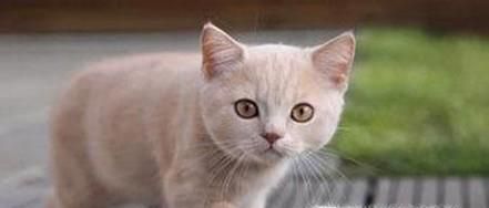 猫来穷,狗来富?