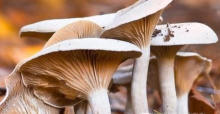 菌类营养价值高 5种常见蘑菇的独特功效