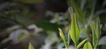 喝茶叶的好处有哪些
