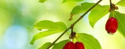 山茱萸泡水喝的功效
