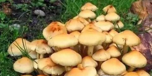 吃菌类有哪些好处