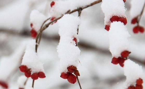 大雪节气适宜吃什么,大雪节气饮食禁忌