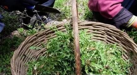 自制蒲公英茶