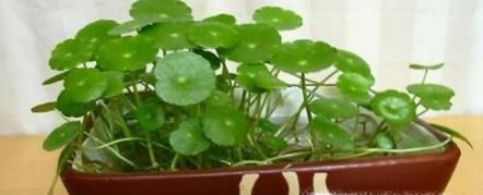 金钱草怎么吃