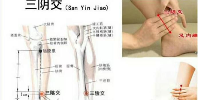 三阴交穴位位置图和作用