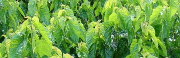 桑叶茶的功效与作用