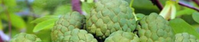 番荔枝怎么吃