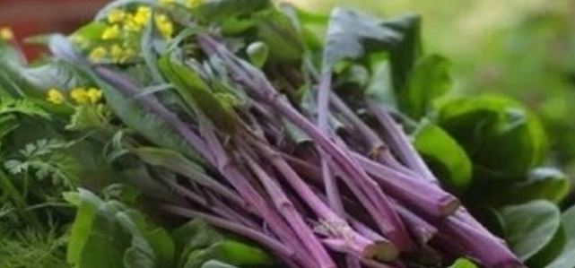 红菜苔是什么