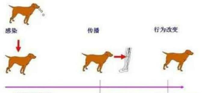 狂犬病一般多长时间会发作？
