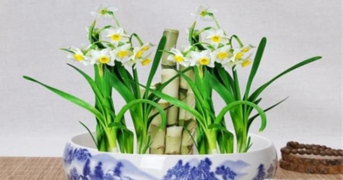 误食水仙怎么办
