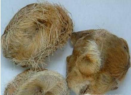 红花、麝香真的能打胎吗？