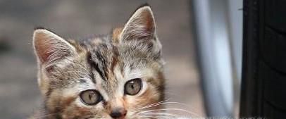 接触流浪猫时应该注意什么？