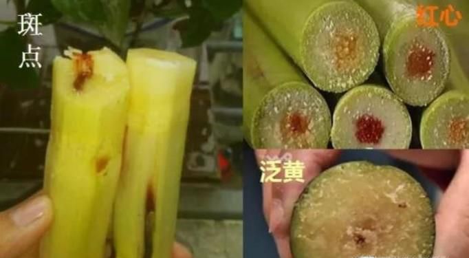 轻度甘蔗中毒的潜伏期有多久