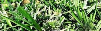吃菠萝会发生哪些过敏症状