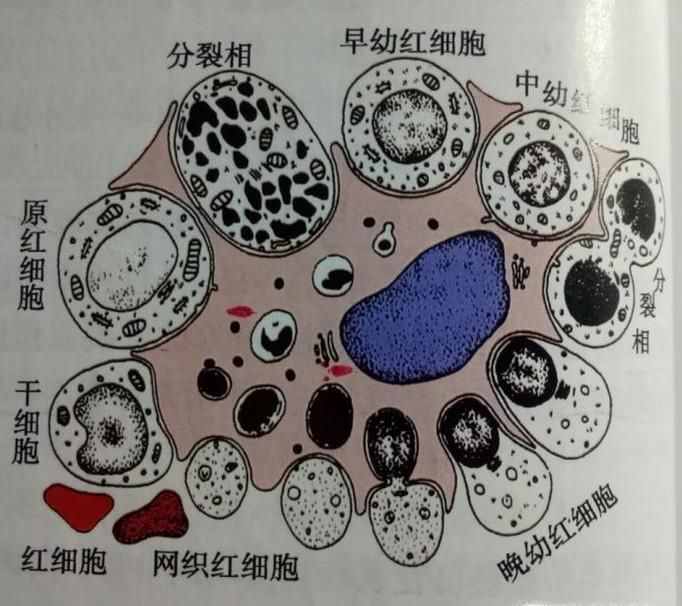造血干细胞和肿瘤有什么关系