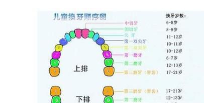 儿童换牙顺序图