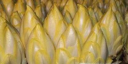 菊苣根的用法和药效