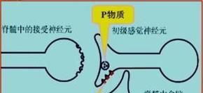 医用吗啡的药理作用