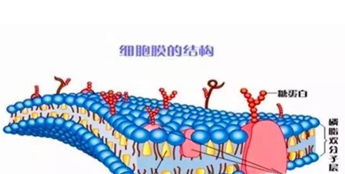 胆固醇的生理作用