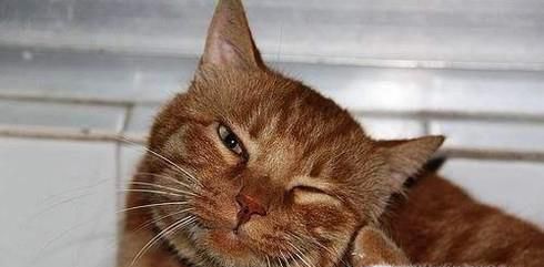 猫咪挠耳朵可是很干净，小猫挠耳朵但是很干净