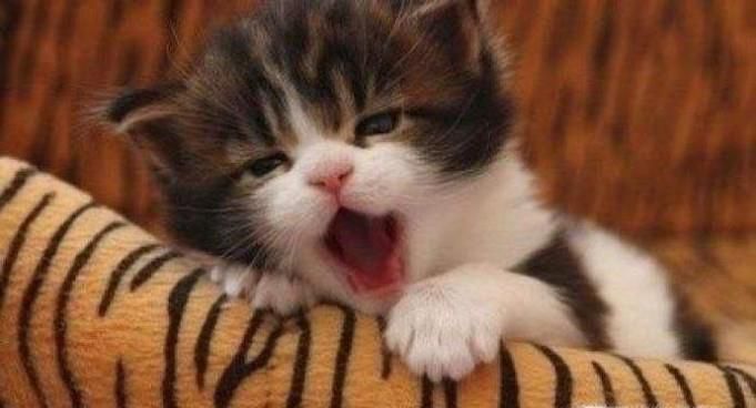 小猫老是挠我怎么办