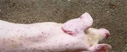 猪丹毒怎么治疗