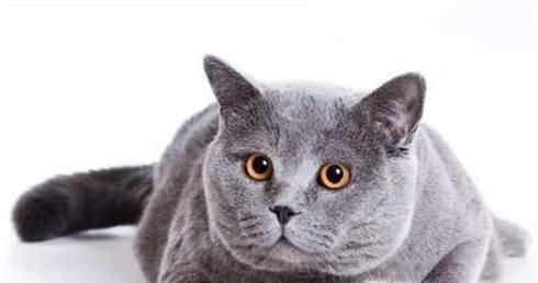 猫要如何避孕，吃避孕药吗？