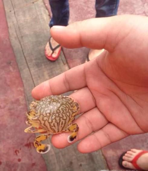手被螃蟹夹了怎么办