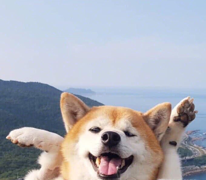 狗狗中暑怎么办