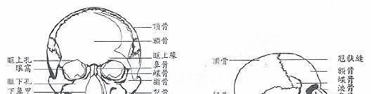 脸部的骨骼肌肉结构及面部审美
