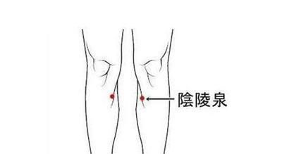 阴陵泉穴位位置图和作用