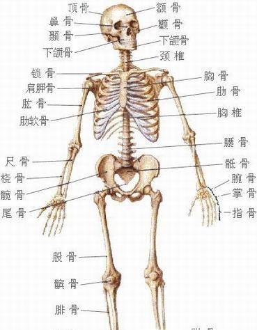如何评估肩胛骨位置