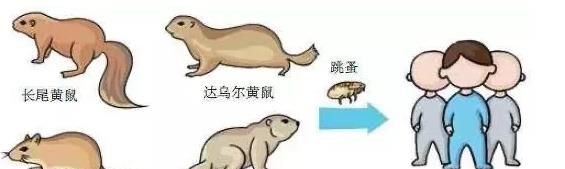 鼠疫的预防知识