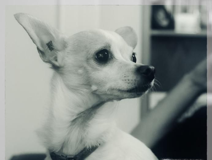 狗狗不吃东西还呕吐怎么办
