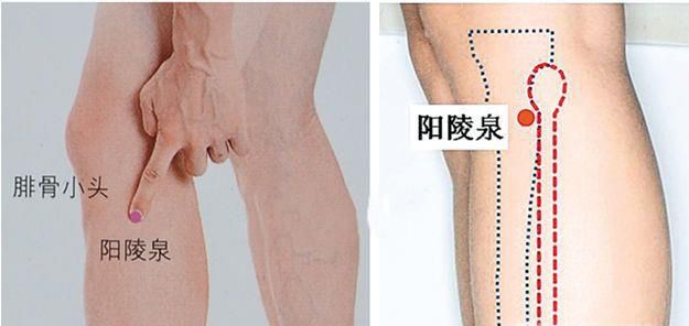 阳陵泉穴位位置图和作用